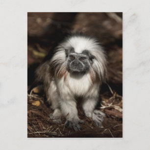 Tamarin-Baumwollspitze Postkarte