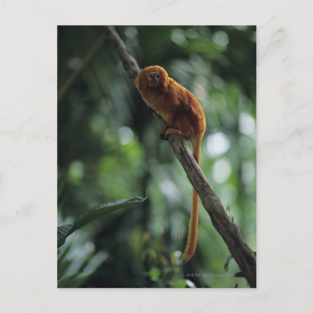 Tamarin (Leontopithecus rosalia) Postkarte (Vorderseite)