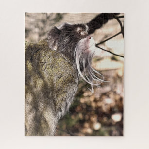 TAMARIN MONKEY