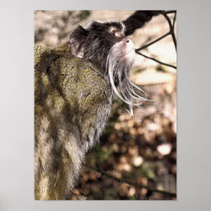 TAMARIN MONKEY POSTER