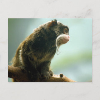 Tamarin Monkey Postkarte