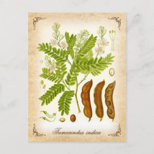 Tamarinde - Vintage-Illustration Postkarte
