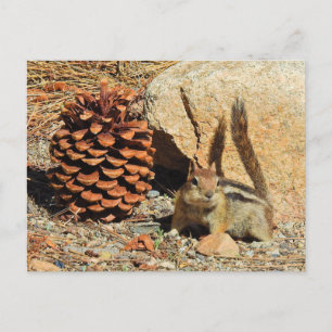 Tamia, faune, animaux sauvages, carte postale