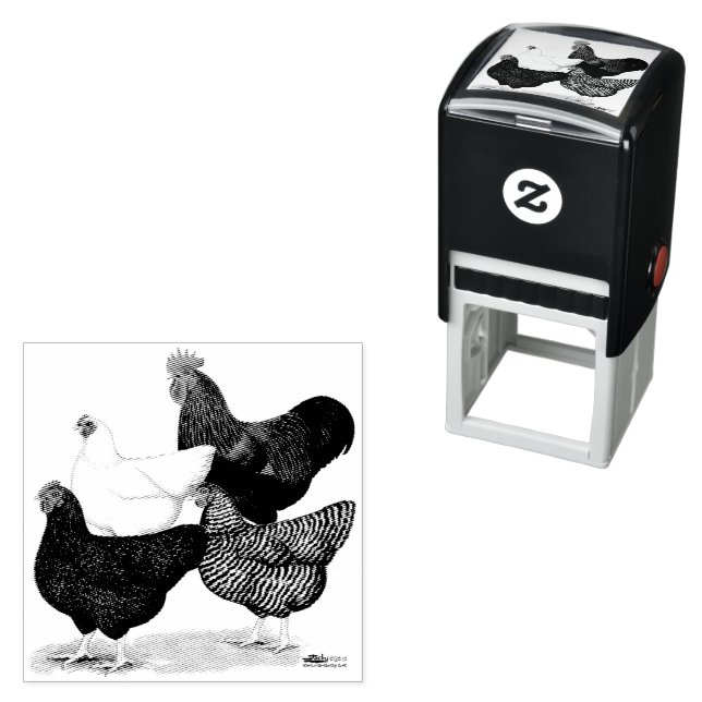 Tampon Auto-encreur Quartier de Plymouth Rock (En situation)