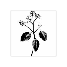 Fleur d'Eucalyptus