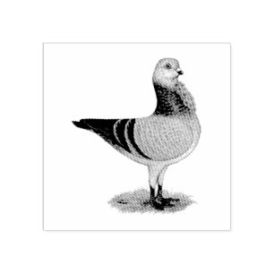 Tampons Encreurs Pigeon italien de Grizzle de hibou