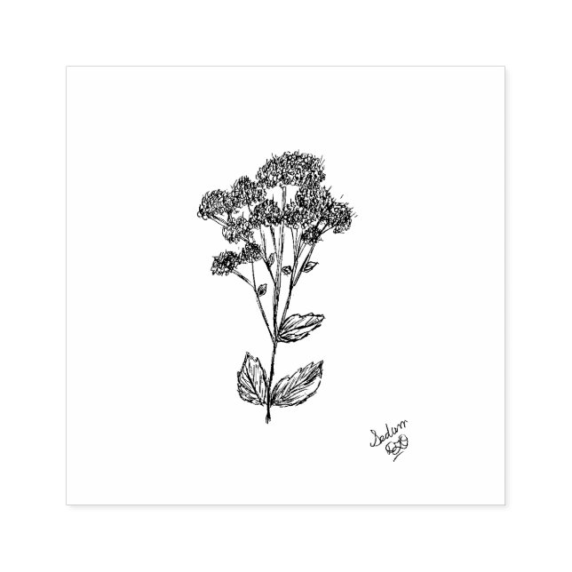 Tampons Encreurs Timbre, Art Botanique, Plante Sedum (Impression)