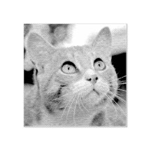 Votre animal de compagnie | Extrait De La Photo |
