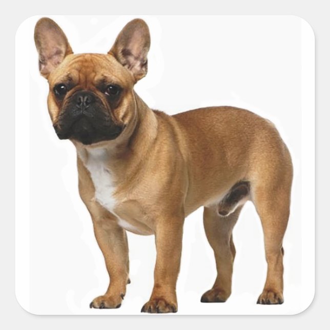 Tan French Bulldog Brown / Black Puppy Dog Quadratischer Aufkleber (Vorderseite)