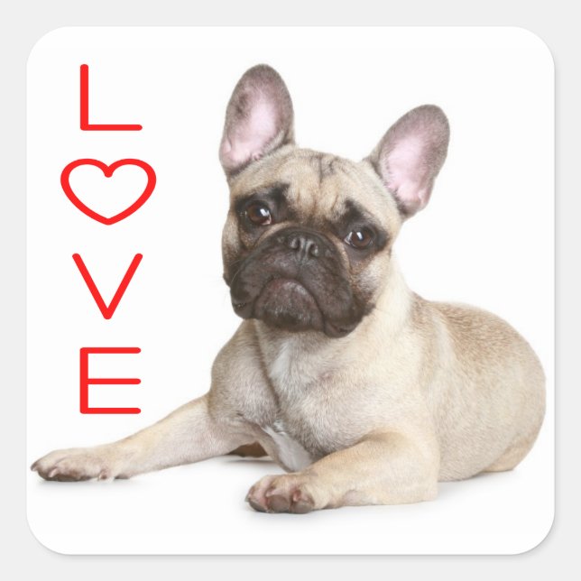 Tan French Bulldog Puppy Dog Red Liebe Quadratischer Aufkleber (Vorderseite)