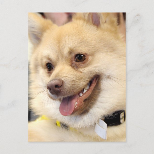 Tan German Spitz Dog Breed Postcards Postkarte (Vorderseite)