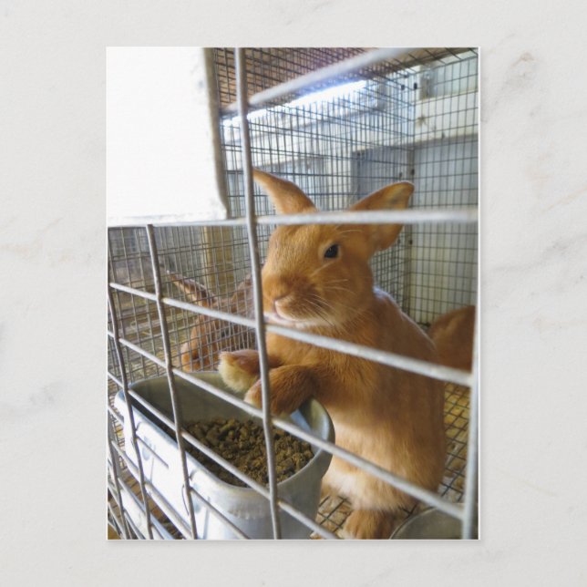 Tan Rabbit Postkarte (Vorderseite)