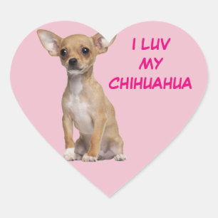 Tan und White Chihuahua Herz-Aufkleber