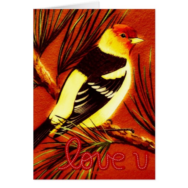 Tanager d'amour occidental (Devant)