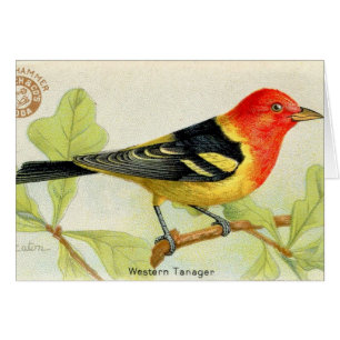 Tanager de l'Ouest