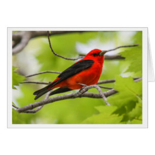 Tanager d'écarlate