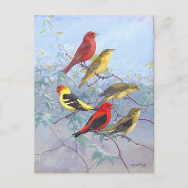 Tanager Vintag Postkarte (Vorderseite)