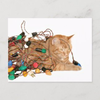 Tangled Christmas kitty Feiertagspostkarte