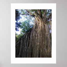 Tangled Tree Australia Color Fotografy Poster