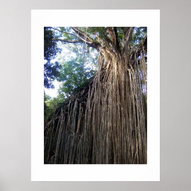 Tangled Tree Australia Color Fotografy Poster (Vorne)