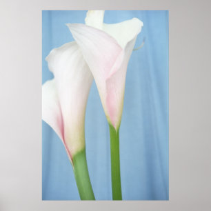 Tango White Calla Lilies Foto Poster Kunst Druck