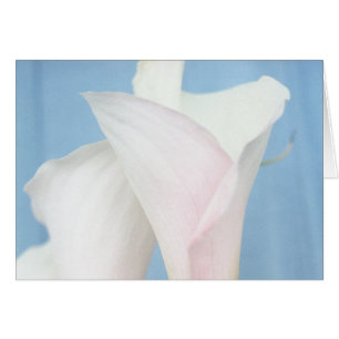 Tango White Calla Lily Foto Grußkarte