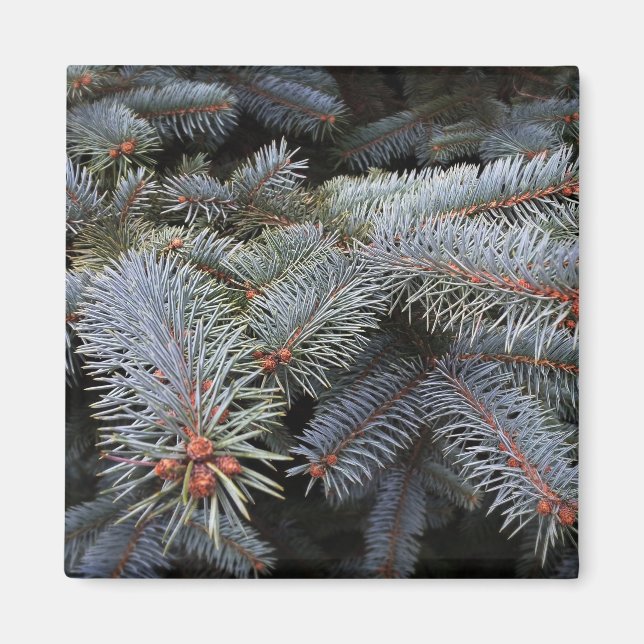 Tannenknospen Magnet (Vorne)