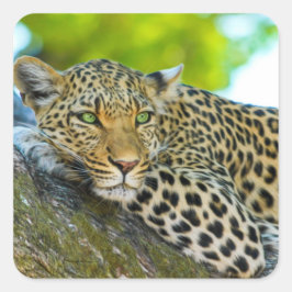 Tansania Leopard Stickers