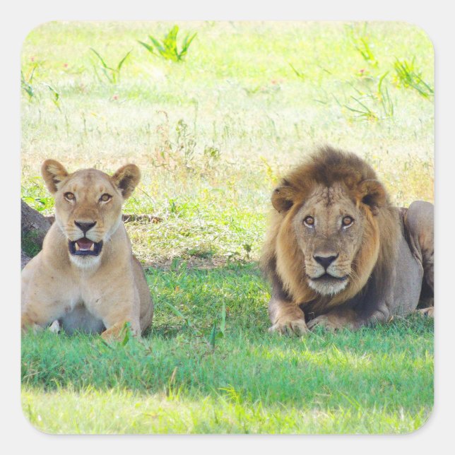 Tansania Lions Safari auf Display Stickers (Vorderseite)