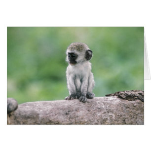 Tansania, Ngorogoro-Krater. Nahaufnahme von wild