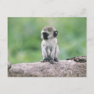 Tansania, Ngorogoro-Krater. Naher Wildbestand Postkarte