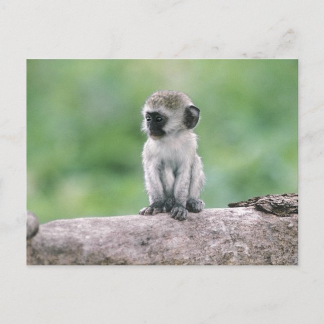 Tansania, Ngorogoro-Krater. Naher Wildbestand Postkarte (Vorderseite)