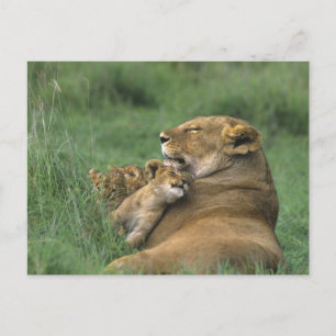 Tansania, Ngorongoro-Krater. Afrikanische Löwenmut Postkarte