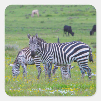 Tansania Zebra Stickers