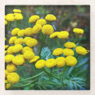 Tansy Blume Glasuntersetzer