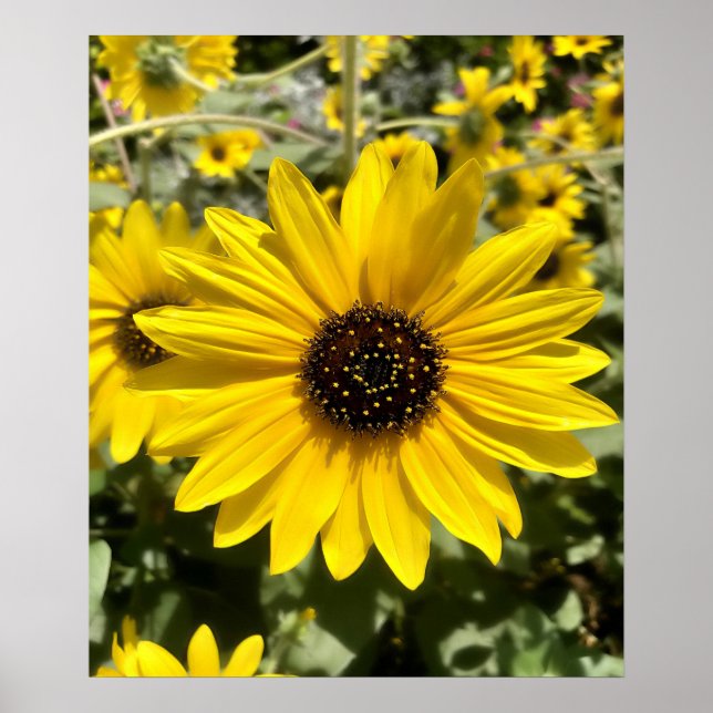 Tansy Rosenweed Poster (Vorne)