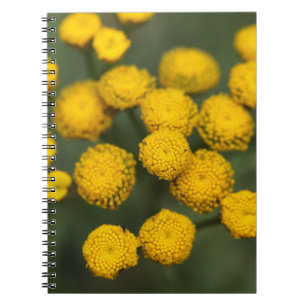 TansyTanacetum vulgare Notizblock