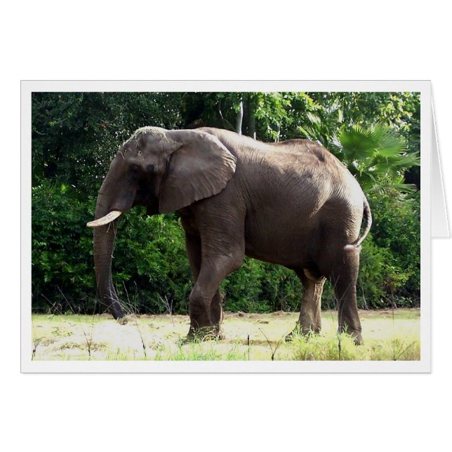 Tantor (Vorderseite (Horizontal))