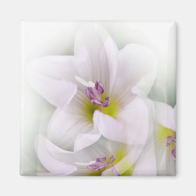 Tanz der Blume Magnet (Vorne)