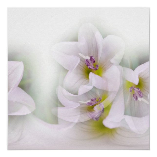 Tanz der Blume Poster (Vorderseite)