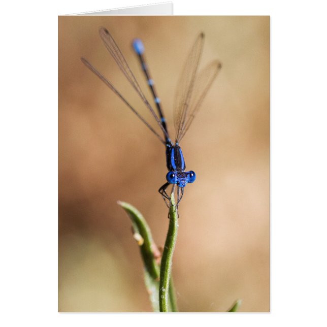 Tanz der Damselfly (Vorne)