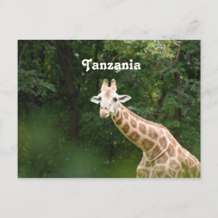 Tanzanian Giraffe Postkarte
