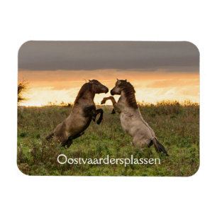 Tänzelnde wilde Pferde in Oostvaardersplassen Magnet