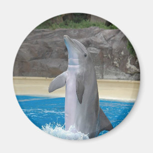 Tanzen-Delphin-Magnet Magnet