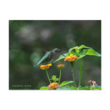 Tanzen Hummingbird