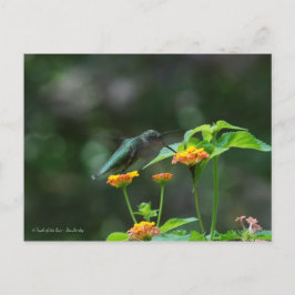 Tanzen Hummingbird Postkarte
