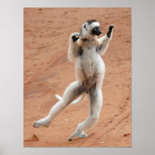 Tanzen Sifaka Lemur Poster