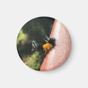 Tanzende Raupe Magnet