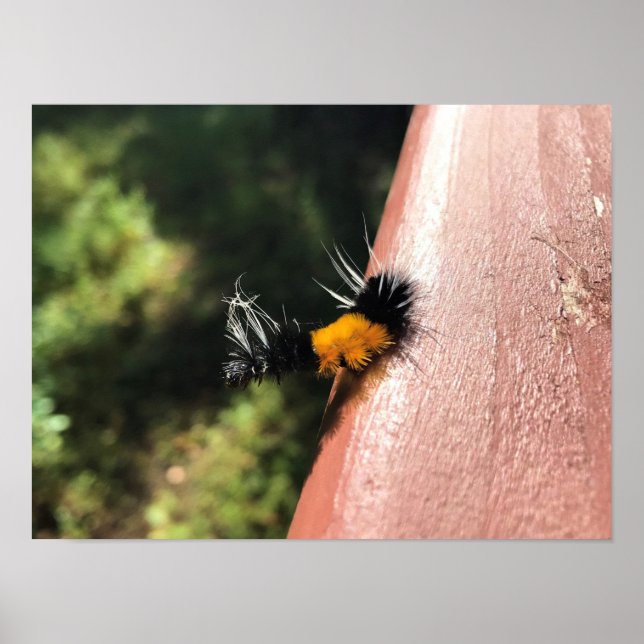 Tanzende Raupe Poster (Vorne)