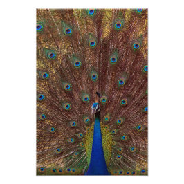 Tanzender Pfau (Porträt) Fotodruck